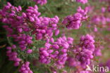 Bell Heather (Erica cinerea)