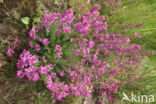 Bell Heather (Erica cinerea)