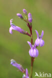 Brandlobelia (Lobelia urens)