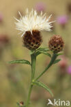 Centaurea decipiens