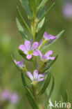 Kleine kattenstaart (Lythrum hyssopifolia)