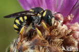 Anthidium scapulare