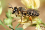 Grasbij (Andrena flavipes)