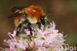 Akkerhommel (Bombus pascuorum)