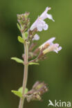 Clinopodium nepeta