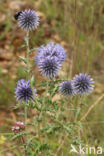 Globe thistle (Echinops ritro)