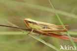 Sharp-tailed Grasshopper (Euchorthippus declivus)