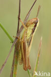 Sharp-tailed Grasshopper (Euchorthippus declivus)