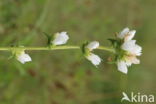 Clustered Bellflower (Campanula glomerata)