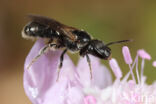 Lasioglossum clypeare