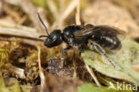 Lasioglossum clypeare