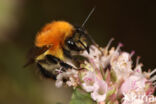 Common carder bumblebee (Bombus pascuorum)