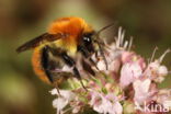 Common carder bumblebee (Bombus pascuorum)