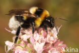 Grote tuinhommel (Bombus ruderatus)