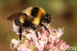 Bombus ruderatus