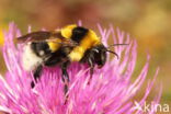 Grote tuinhommel (Bombus ruderatus)