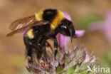 Bombus ruderatus