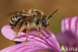 Malvabij (Tetralonia macroglossa)