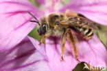 Tetralonia macroglossa