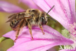 Tetralonia macroglossa