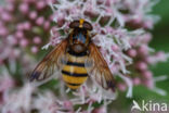 hoverfly (Volucella inanis)