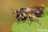 Andrena bimaculata