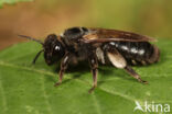 Koolzwarte zandbij (Andrena pilipes)