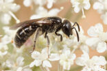 Lasioglossum pauxillum