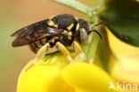 Kleine harsbij (Anthidiellum strigatum luteum)