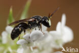 Hylaeus imparilis