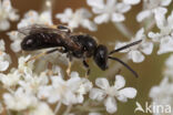 Gladde groefbij (Lasioglossum laeve)