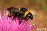 Bombus subterraneus