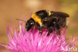 Bombus subterraneus