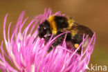 Small garden bumblebee (Bombus hortorum)