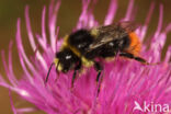 Red-tailed bumblebee (Bombus lapidarius)