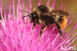 Red-shanked carder bee (Bombus ruderarius)