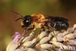 Megachile sculpturalis