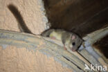 Fat dormouse (Glis glis)