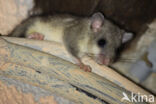 Fat dormouse (Glis glis)