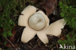 Sessile Earthstar (Geastrum fimbriatum)