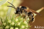 Andrena decipiens