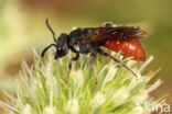 Sphecodes schenckii