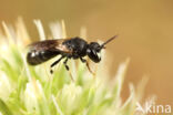 Hylaeus imparilis