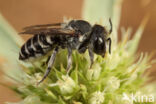 alfalfa leafcutting bee (Megachile rotundata)