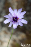 Cupid s dart (Catananche caerulea)