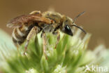 Halictus subauratus