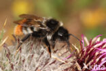 Rode koekoekshommel (Bombus rupestris)