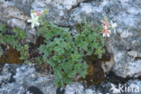 Potentilla caulescens