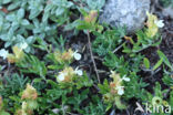 Berggamander (Teucrium montanum)