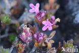 Thymus dolomiticus